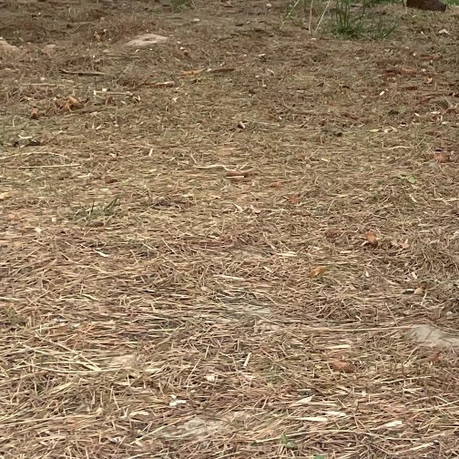 猫图片|宠物猫|猫咪|