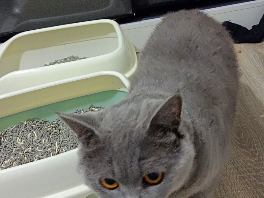 猫图片|宠物猫|猫咪|