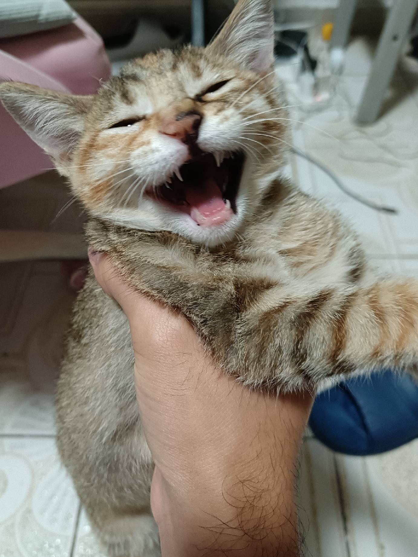 猫图片|宠物猫|猫咪|