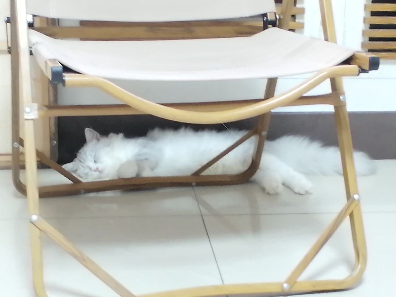 猫图片|宠物猫|猫咪|