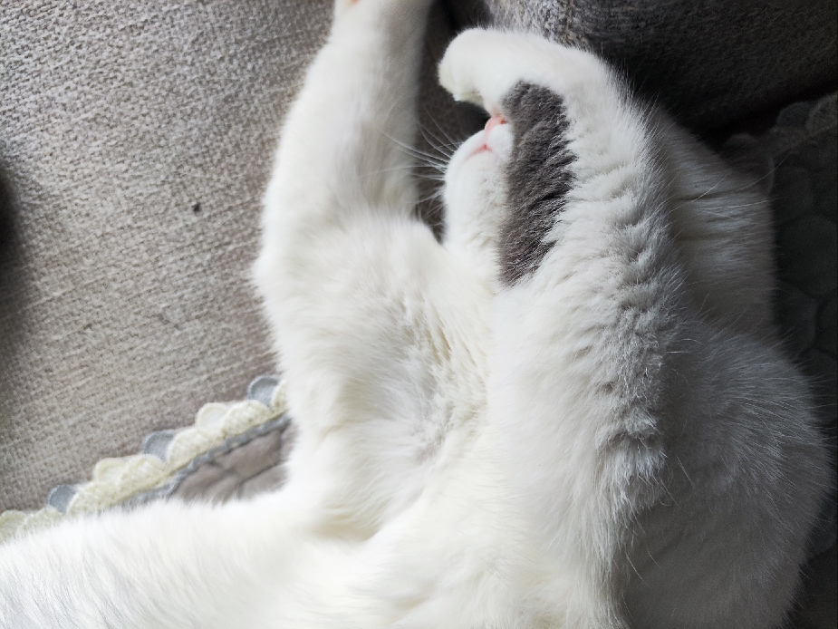 猫图片|宠物猫|猫咪|