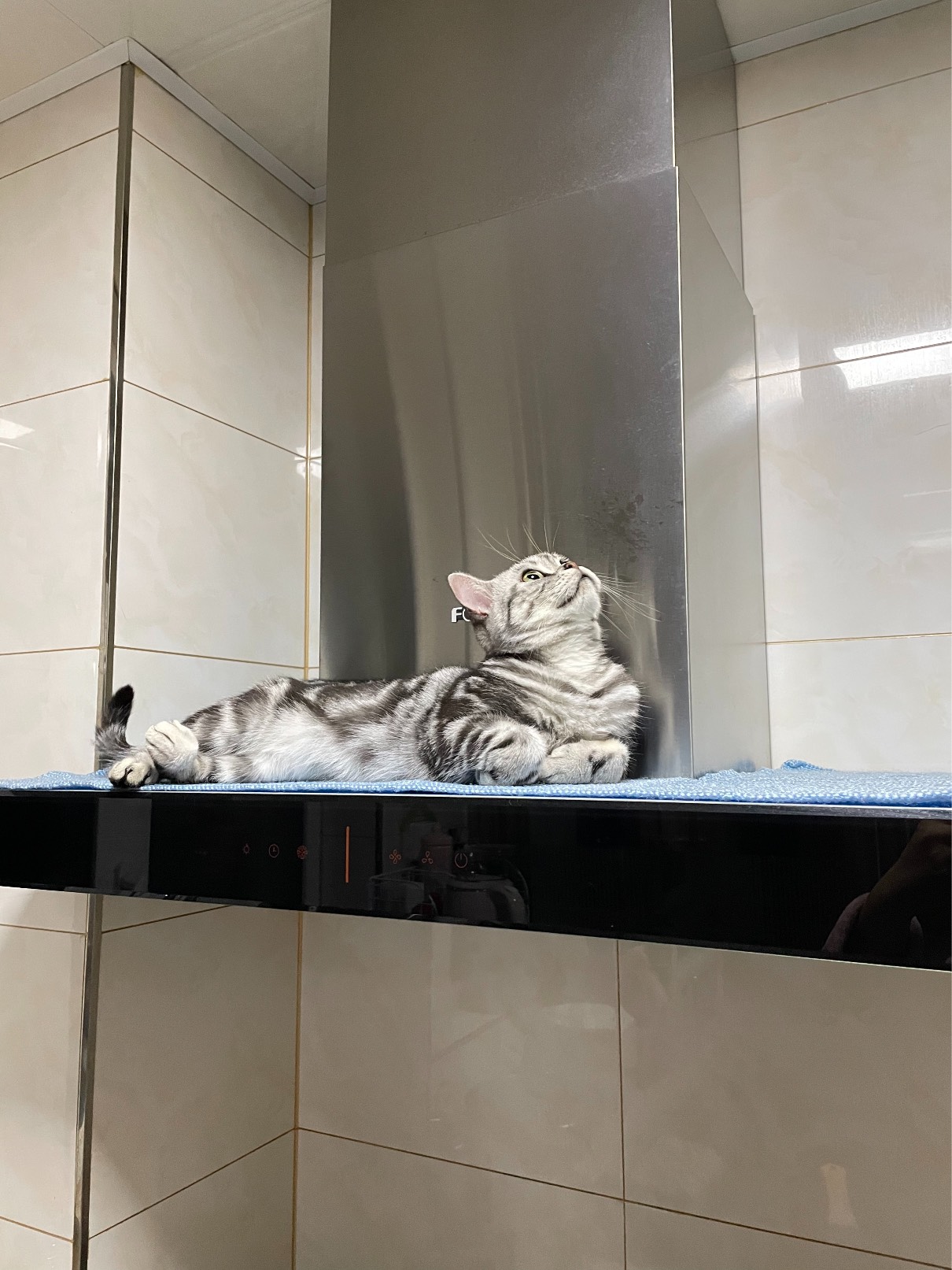 猫图片|宠物猫|猫咪|