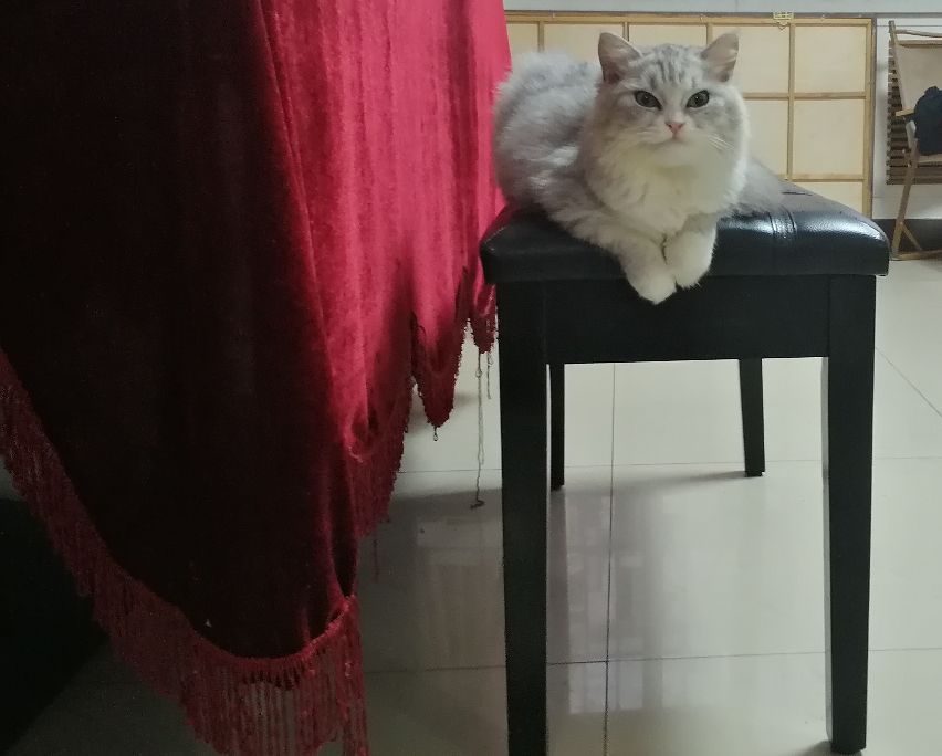 猫图片|宠物猫|猫咪|