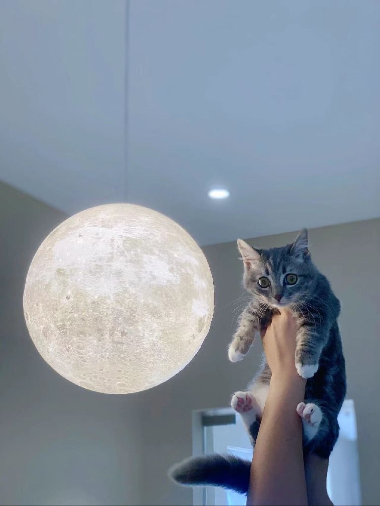 猫图片|宠物猫|猫咪|