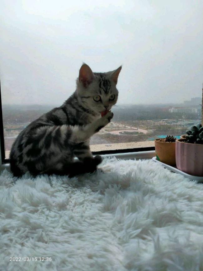 猫图片|宠物猫|猫咪|