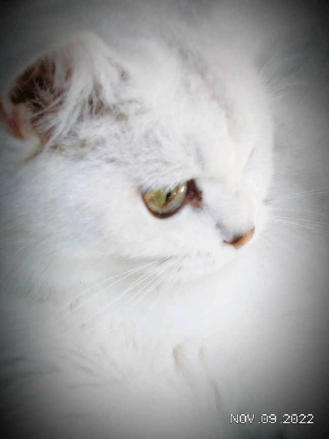 猫图片|宠物猫|猫咪|