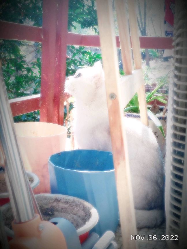 猫图片|宠物猫|猫咪|