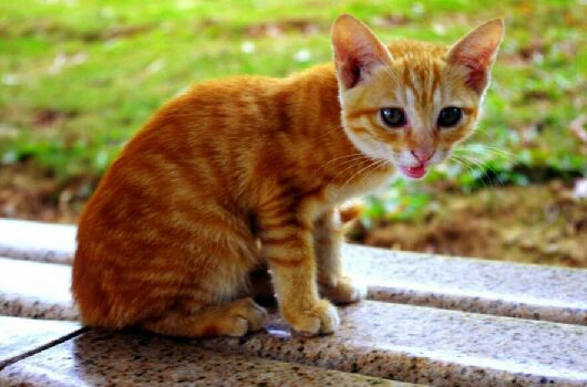 猫图片|宠物猫|猫咪|