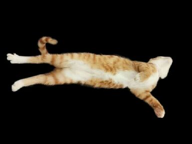 猫图片|宠物猫|猫咪|