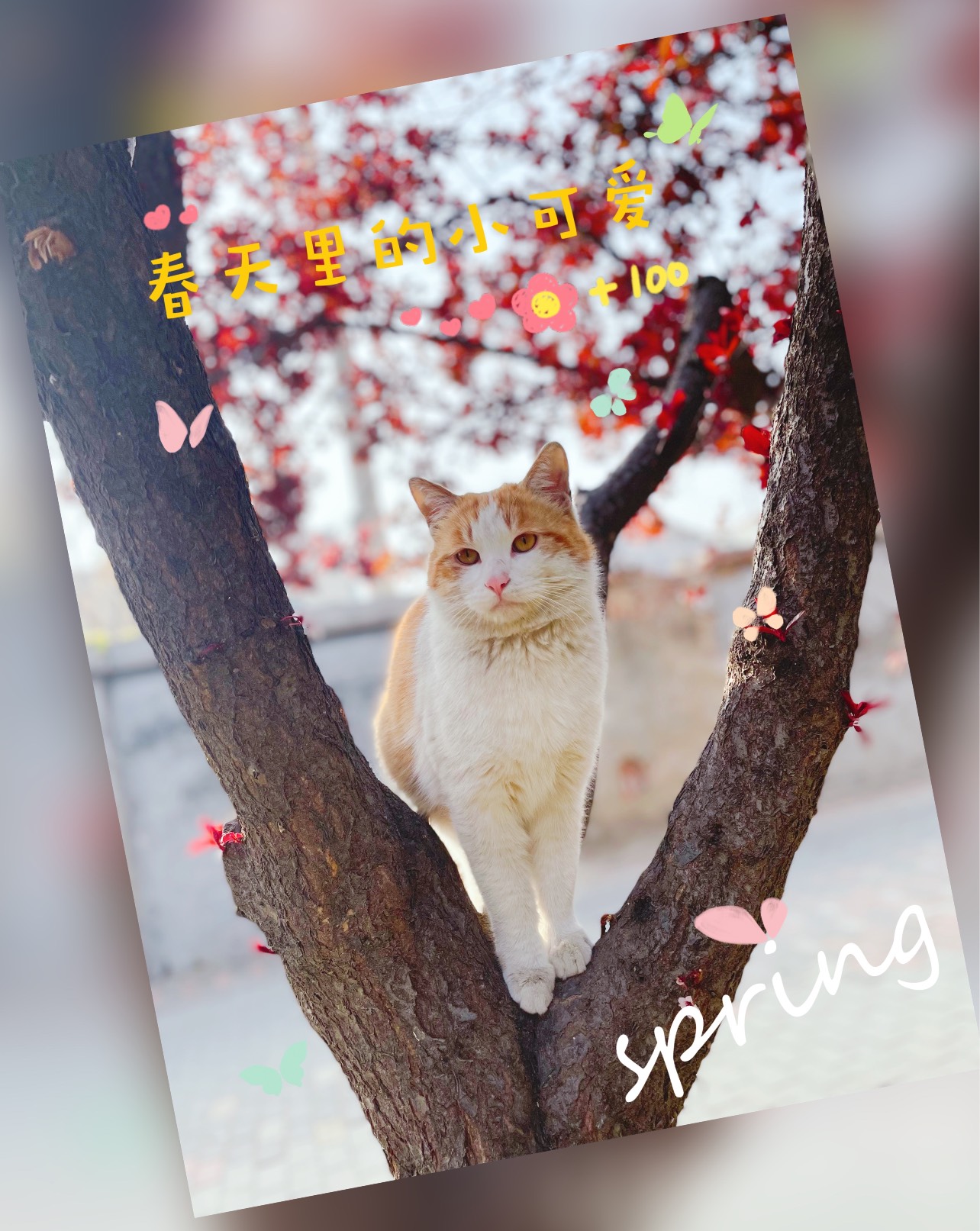 猫图片|宠物猫|猫咪|