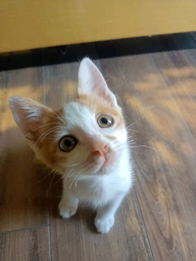 猫图片|宠物猫|猫咪|