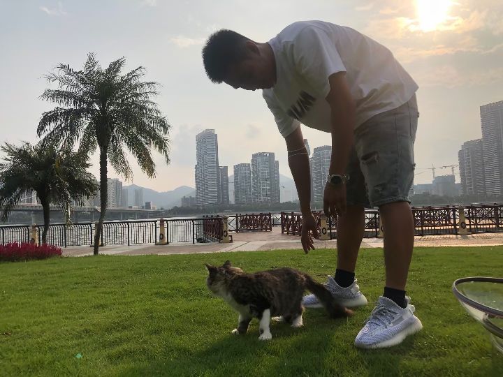 猫图片|宠物猫|猫咪|