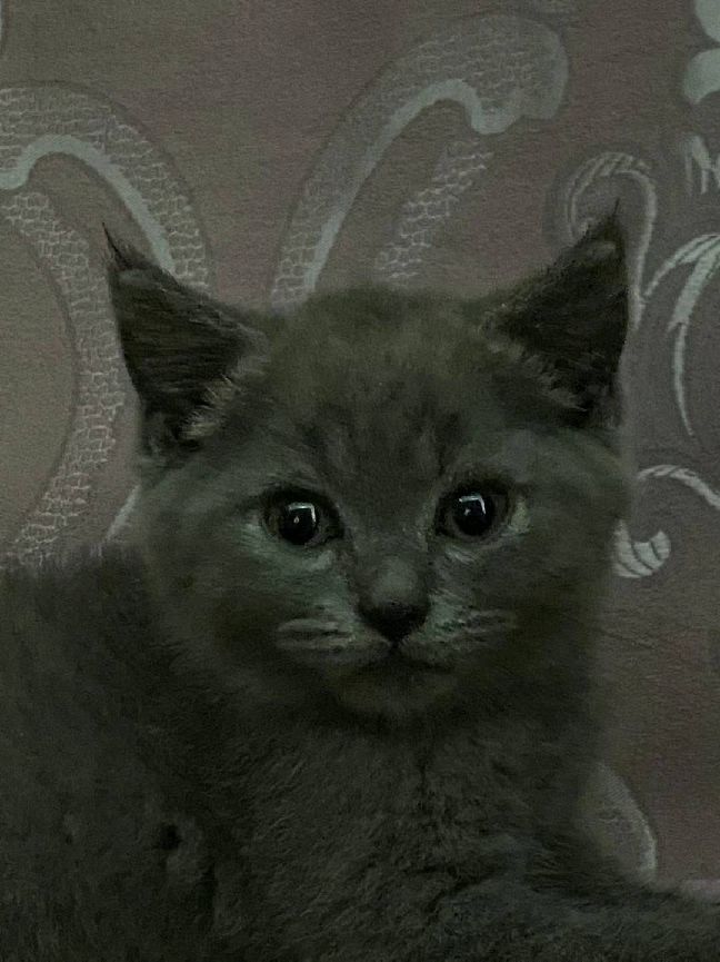 猫图片|宠物猫|猫咪|