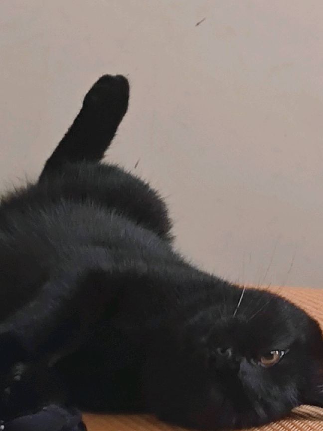 猫图片|宠物猫|猫咪|