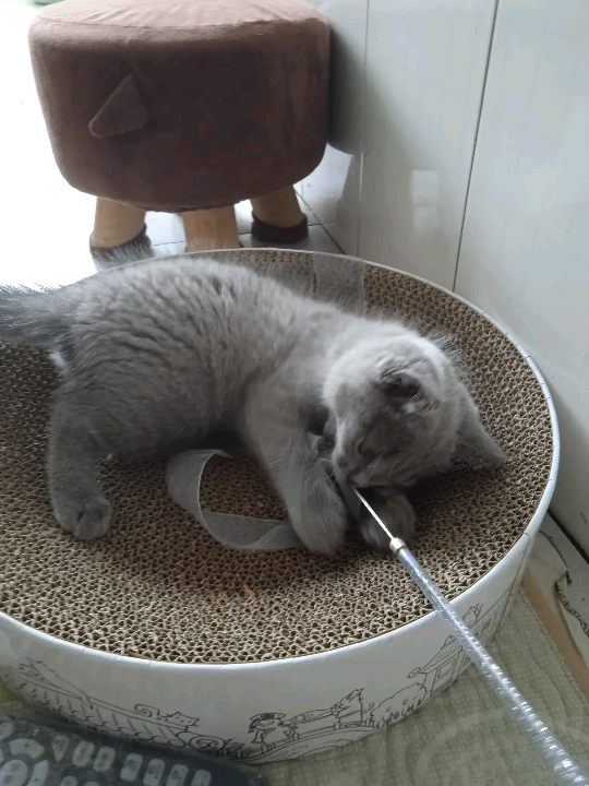 猫图片|宠物猫|猫咪|