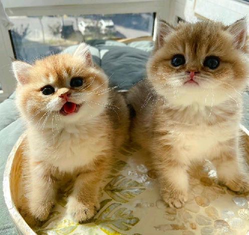 猫图片|宠物猫|猫咪|