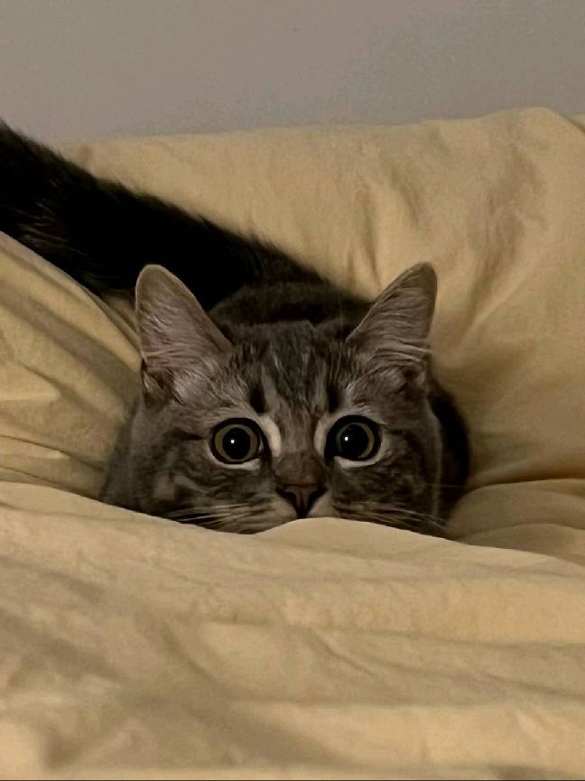 猫图片|宠物猫|猫咪|