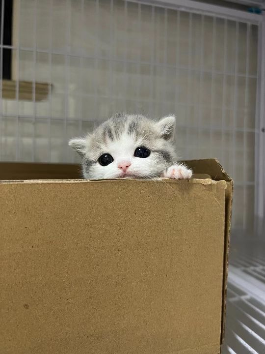 猫图片|宠物猫|猫咪|