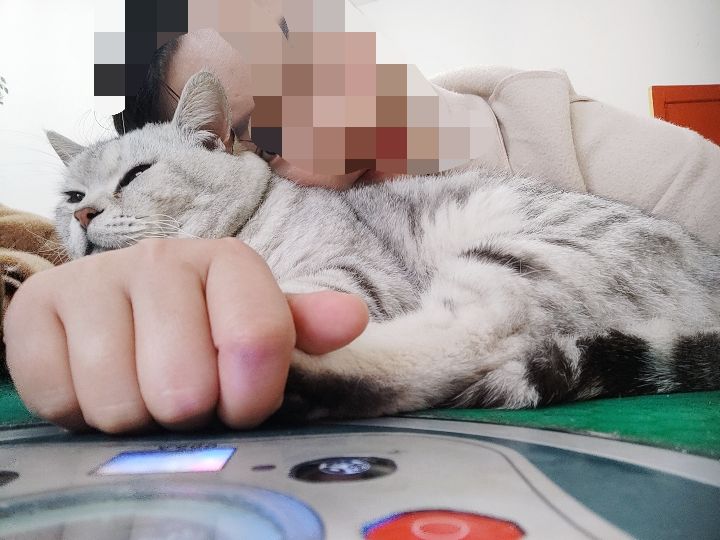 猫图片|宠物猫|猫咪|