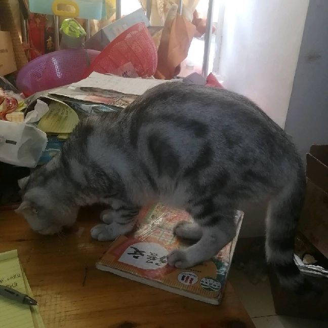 猫图片|宠物猫|猫咪|