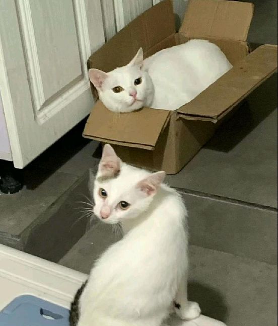 猫图片|宠物猫|猫咪|