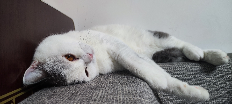 猫图片|宠物猫|猫咪|