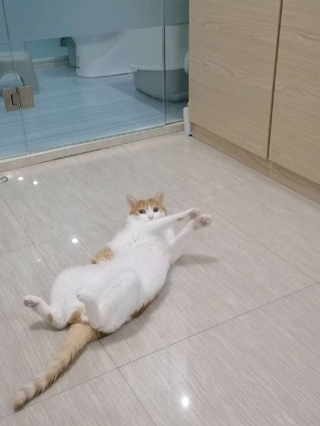 猫图片|宠物猫|猫咪|