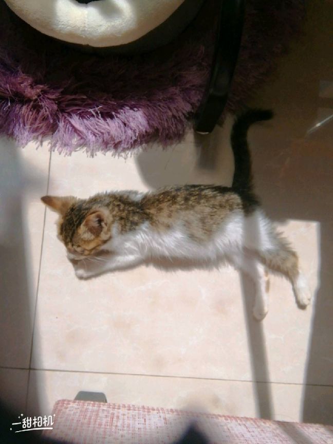 猫图片|宠物猫|猫咪|