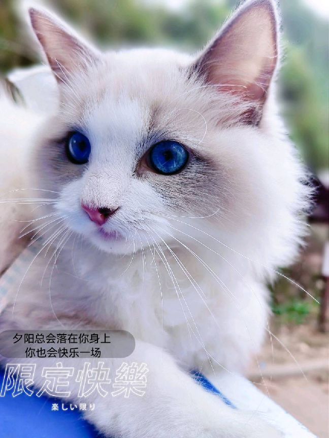 猫图片|宠物猫|猫咪|