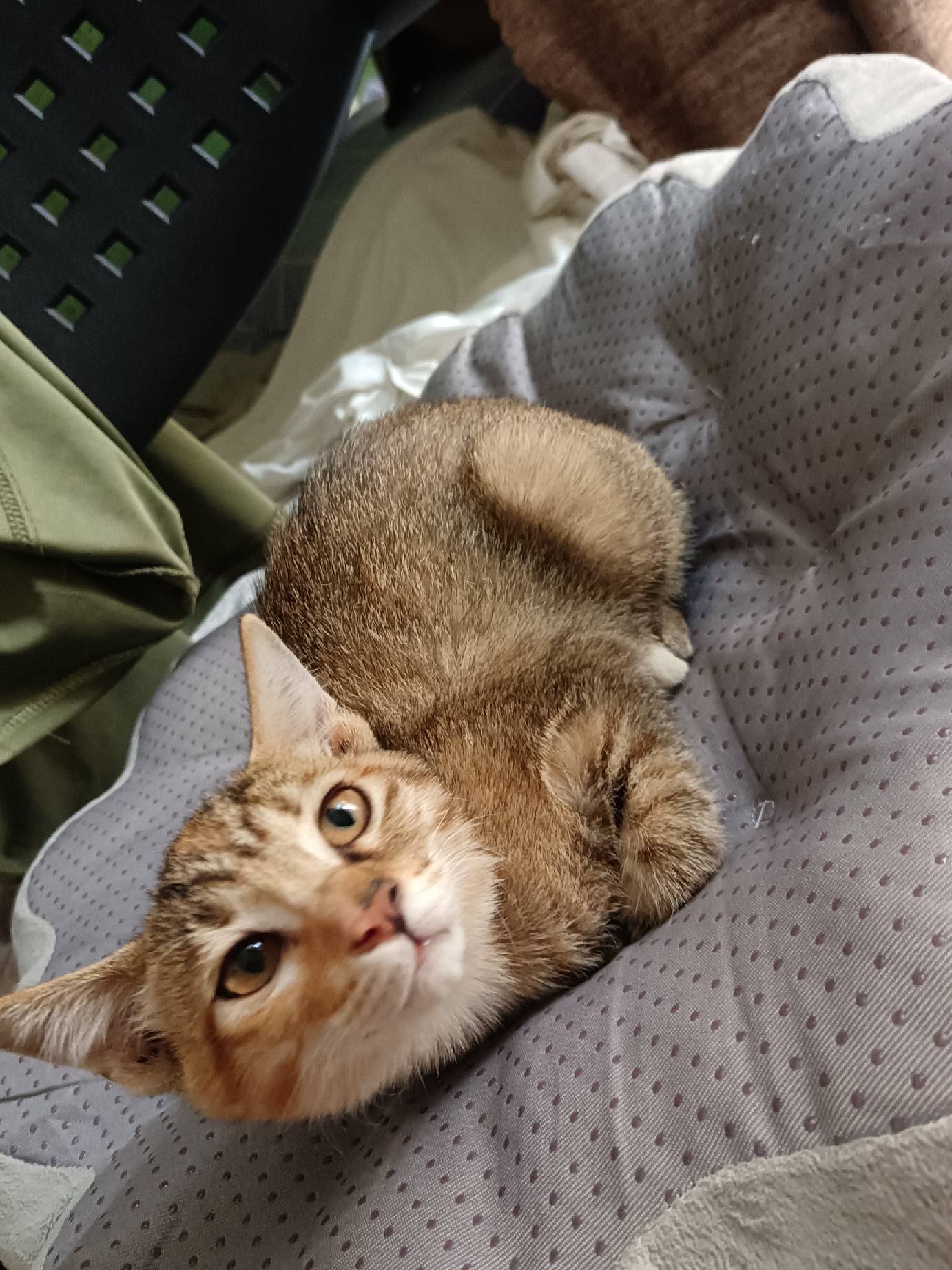 猫图片|宠物猫|猫咪|