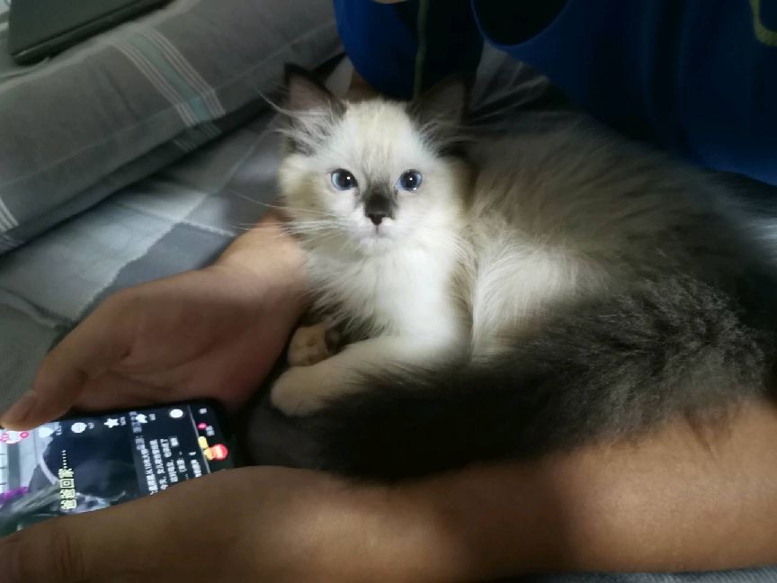 猫图片|宠物猫|猫咪|