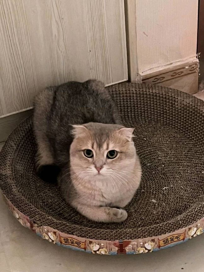 猫图片|宠物猫|猫咪|