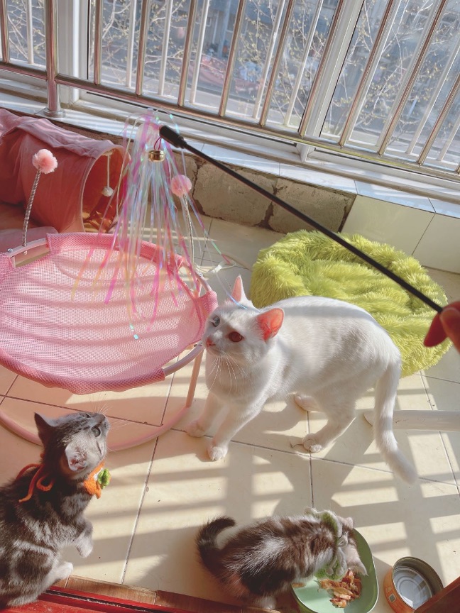 猫图片|宠物猫|猫咪|