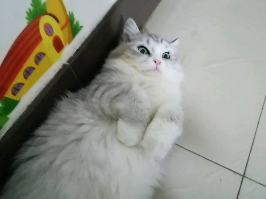 猫图片|宠物猫|猫咪|