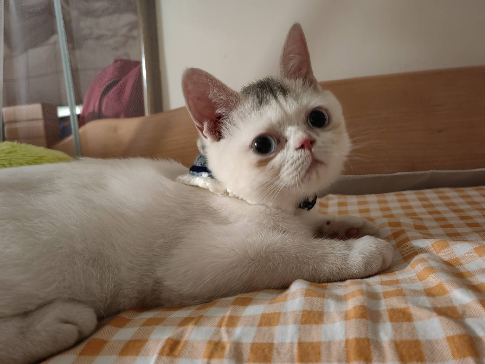 猫图片|宠物猫|猫咪|