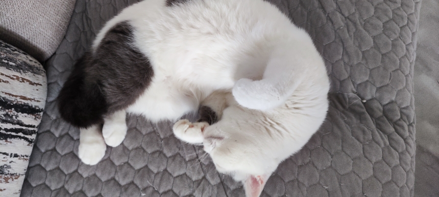 猫图片|宠物猫|猫咪|