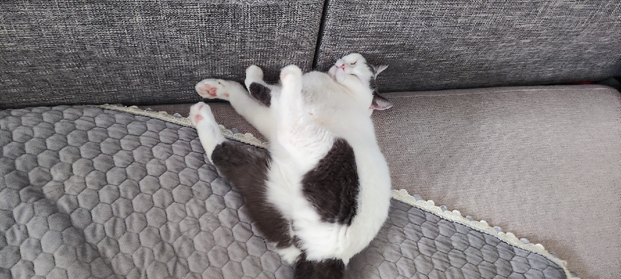 猫图片|宠物猫|猫咪|