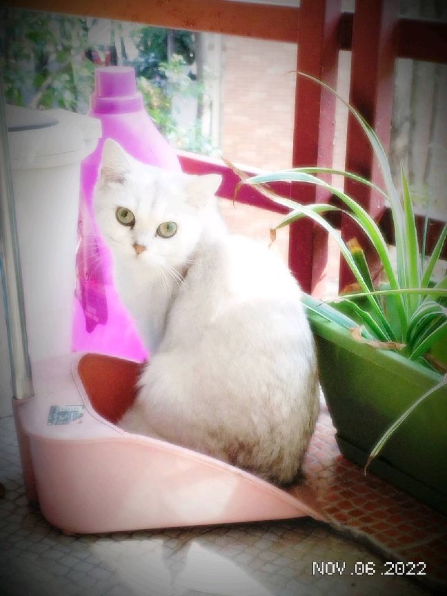 猫图片|宠物猫|猫咪|