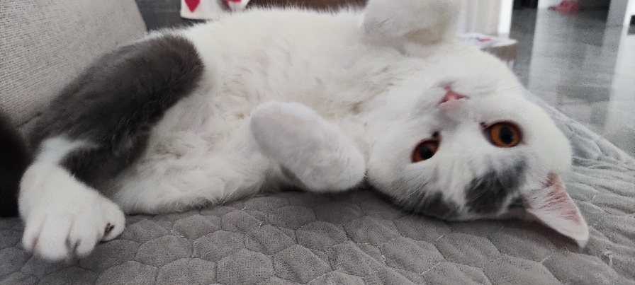 猫图片|宠物猫|猫咪|