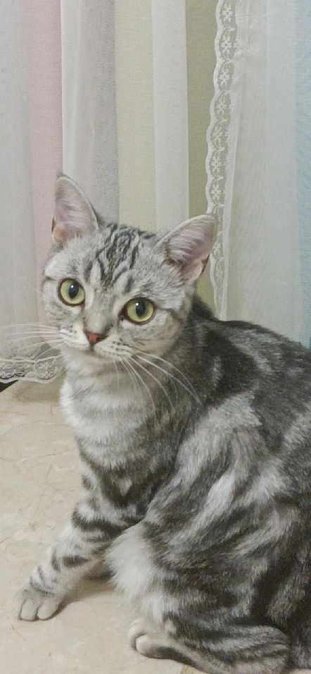 猫图片|宠物猫|猫咪|