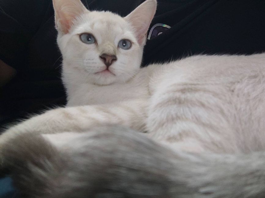 猫图片|宠物猫|猫咪|