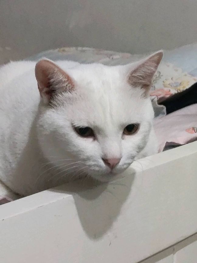 猫图片|宠物猫|猫咪|