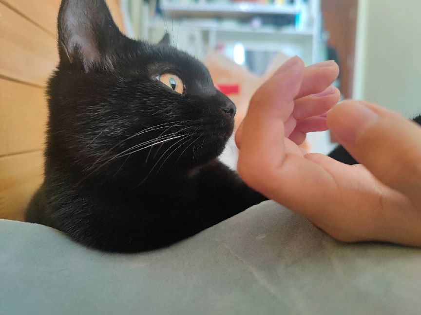 猫图片|宠物猫|猫咪|