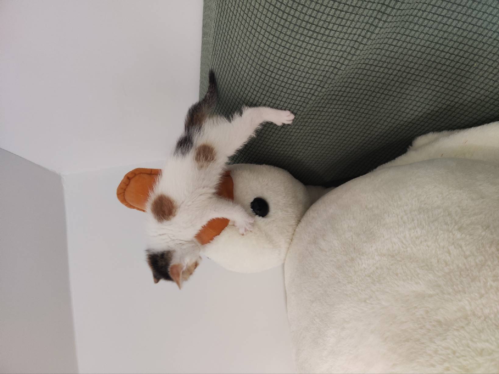 猫图片|宠物猫|猫咪|