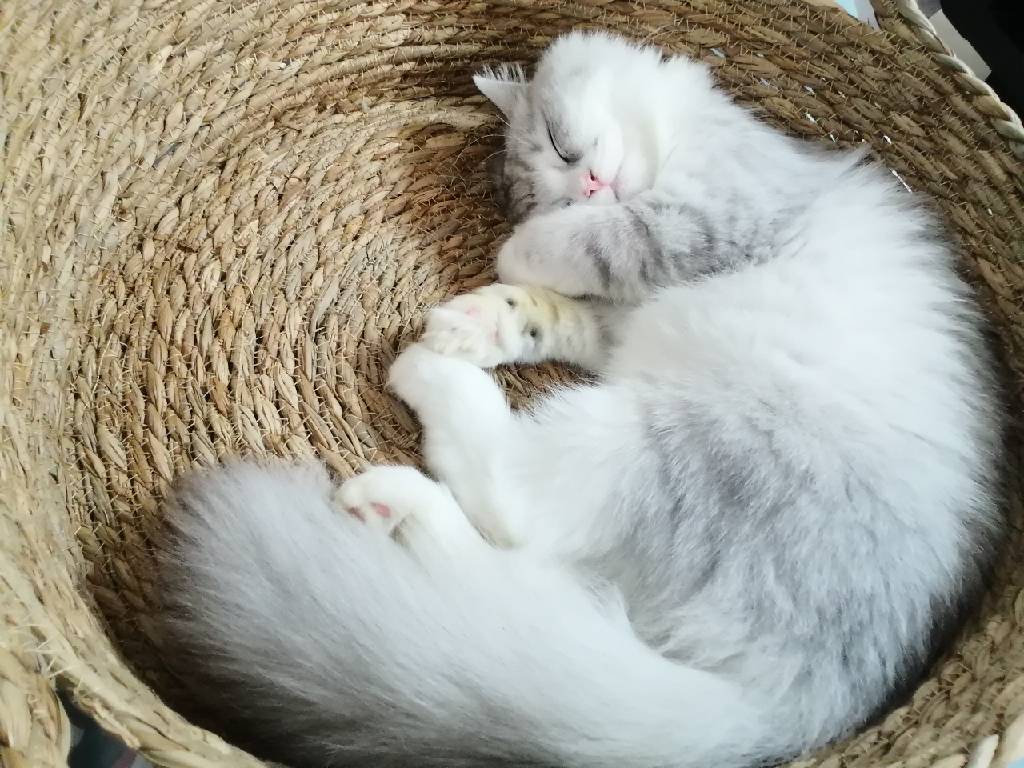 猫图片|宠物猫|猫咪|