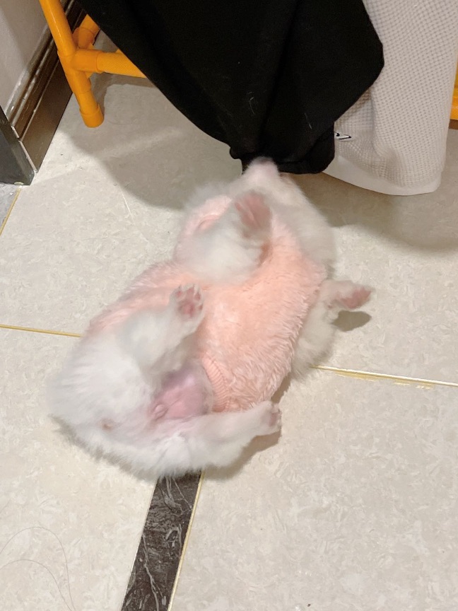 猫图片|宠物猫|猫咪|