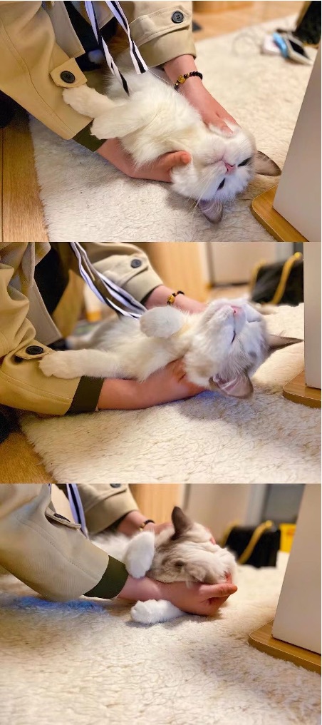 猫图片|宠物猫|猫咪|