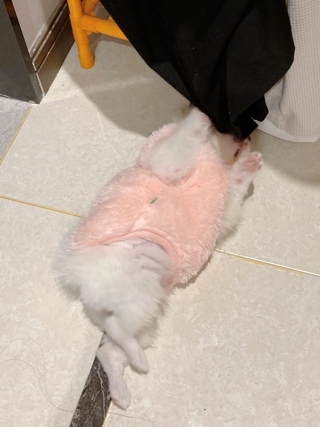 猫图片|宠物猫|猫咪|