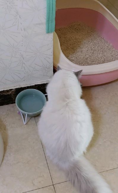 猫图片|宠物猫|猫咪|