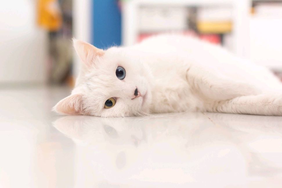 猫图片|宠物猫|猫咪|